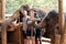 Feeding and photography time with the orphan Elephants