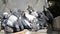 Feeding pigeons. Flock of pigeons eat millet on the ledge of a window.