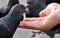 Feeding pigeons from hand