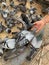 Feeding the pigeons, Religious ritual, India