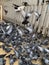 Feeding the pigeons, Religious ritual, India