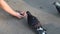 Feeding pigeons seeds from a child\'s hand. Nature birds