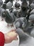 Feeding pigeons in winter