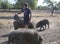 Feeding pigs cattle on pasture