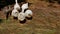 Feeding poultry geese grass on the farm.