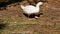 Feeding poultry geese grass on the farm.