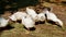 Feeding poultry geese grass on the farm.