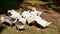 Feeding poultry geese grass on the farm.