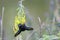 A feeding purple black color wasp sits on a wild plant buzzing load. Sucks the juce of the plant for living and also pollinating