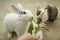 Feeding rabbits