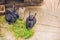 Feeding rabbits on animal farm in rabbit-hutch