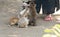 Feeding rabbits at a pet zoo