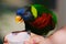 Feeding a Rainbow Lorikeet