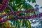 Feeding Rainbow Lorikeet