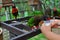 Feeding a rainbow lorikeet with milk