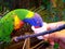 Feeding rainbow Lorikeet at Zoo