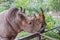 Feeding A Rhino, Open Zoo.