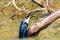 feeding ritual of the Anhinga