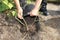 Feeding roses with compost. Plant a young rose in a hole in the garden