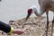 Feeding Sandhill Crane