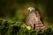 Feeding scene with bird and catch. Goshawk on the tree. Hawk from Czech Reublic. Wildlife scene from nature. Bird behaviour. Bird