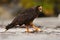 Feeding scene. Birds of prey Strieted caracara, sitting in on the rock, Falkland Islands, Argentina. Bird behaviour. Bird