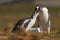 Feeding scene. Young gentoo penguin beging food beside adult gentoo penguin, Falkland Islands. Penguins in the grass. Young