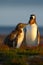 Feeding scene. Young gentoo penguin beging food beside adult gentoo penguin, Falkland. Penguins in the grass. Young gentoo with pa