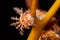 Feeding sea cucumber on kelp stalk