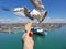 Feeding seagull at Civitavecchia, Italy g.l