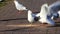 Feeding seagulls with bread