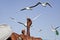 Feeding Seagulls on the ferry at Bet Dwarka