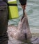 Feeding seal with fish