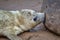 Feeding seal pup close up