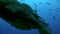 Feeding sharks Carcharhinus leucas in underwater marine wildlife of Pacific Ocean.