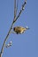 Feeding sparrow in spring