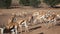 Feeding springbok