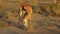 Feeding springbok antelope
