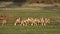 Feeding springbok antelopes