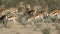 Feeding springbok antelopes