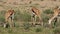 Feeding springbok antelopes