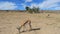 Feeding springbok antelopes - Kalahari desert