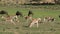 Feeding springbok antelopes and wildebeest