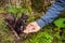 Feeding the squirrel in the autumn park. Hand of a man with a nuts. The squirrel is on a tree, eats from the palm