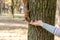 Feeding squirrels in the autumn park. Female hand giving a squirrel a walnut. Closeup