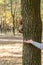 Feeding squirrels in the autumn park. Female hand giving a squirrel a walnut. Closeup