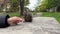 Feeding Squirrels. Carolina squirrel . Brave gray squirrel in a city park. Canada. A girl feeds a squirrel in an autumn