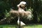 Feeding stork and chickens