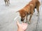 Feeding stray dog