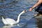 Feeding swan